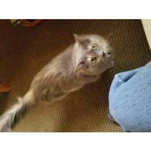 Lost Cat Kitty