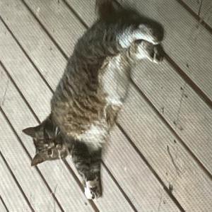 Found Cat Unknown