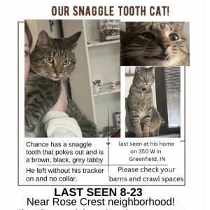 Lost Cat Chance