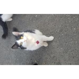 Image of Moe, Lost Cat