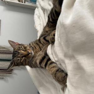 Lost Cat Bernie