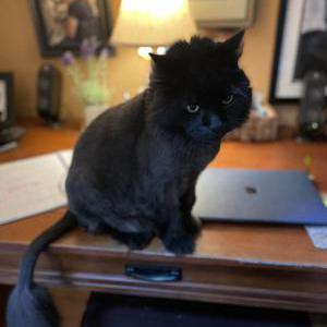 Lost Cat Kobi