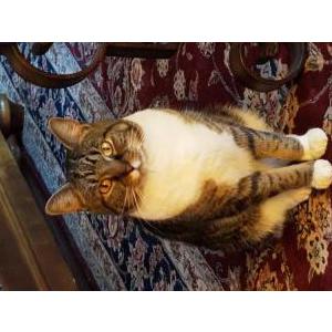 Lost Cat BARNEY