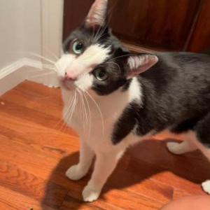 Lost Cat Robert Roberto