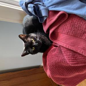 Lost Cat Lily