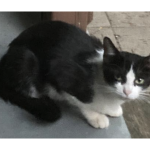 Found Cat Unknown