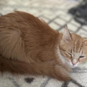 Lost Cat Pabu