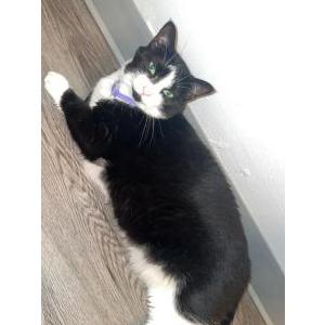 Image of Dutches, Lost Cat