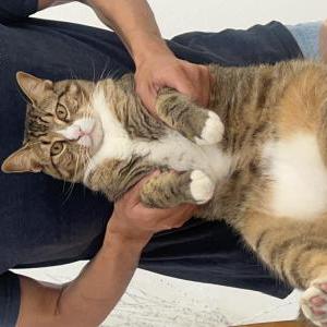 Image of Whiskey, Lost Cat