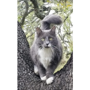 Image of Dynah grey, Lost Cat