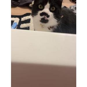 Lost Cat Tooty