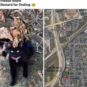 Lost Cat Paco