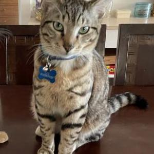 Image of Leo, Lost Cat