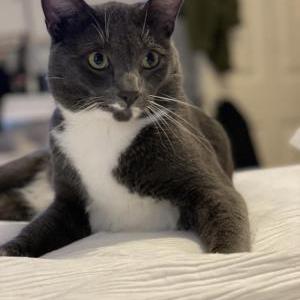 Lost Cat Jinx Watson