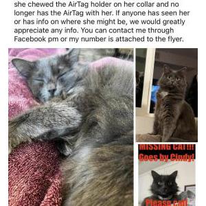 Image of Cindy, Lost Cat