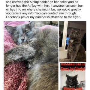 Lost Cat Cindy