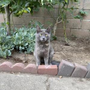 Image of Churro, Lost Cat