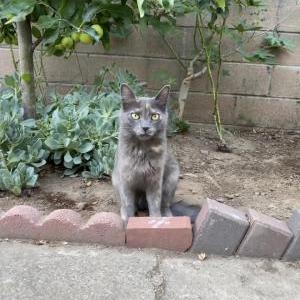 Lost Cat Churro