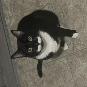 Lost Cat christen