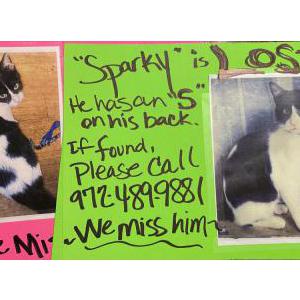 Lost Cat Sparky Spark