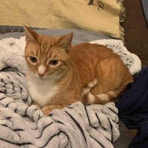 Lost Cat Ginger