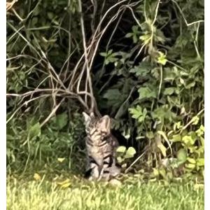 Image of unknown, Lost Cat