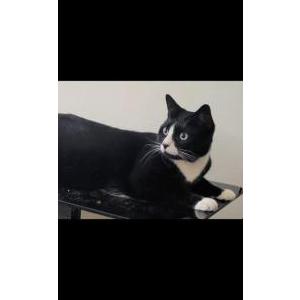 Lost Cat Spook