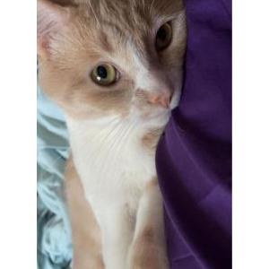 Lost Cat Loki