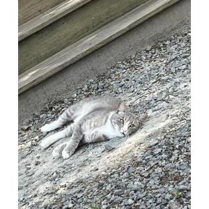 Lost Cat Kitty Lewis
