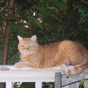 Lost Cat Otto