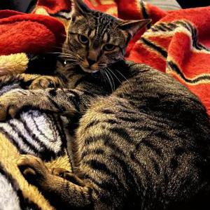 Image of Cleopatra, Lost Cat
