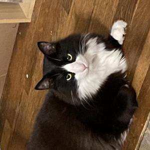 Lost Cat Boots