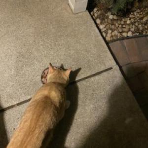 Found Cat Unknown