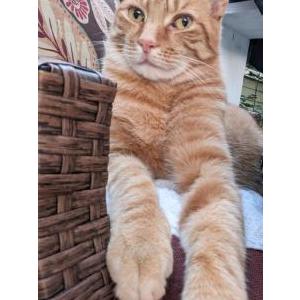 Lost Cat Jacob