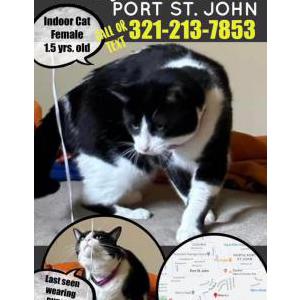 Lost Cat Sammy