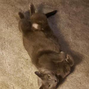 Lost Cat Kelz
