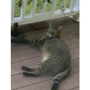 Lost Cat Solly
