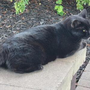 Image of Moo, Lost Cat