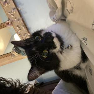 Lost Cat Orca