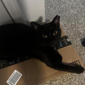 Lost Cat Mr Kitty