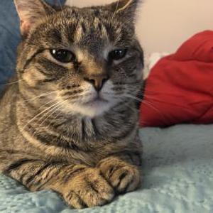 Lost Cat Kitty soft paws