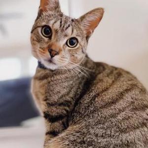Image of Jaxon, Lost Cat