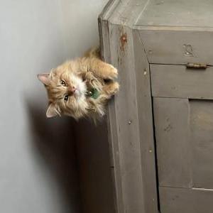 Lost Cat Marlion