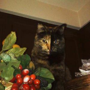 Lost Cat Checkers