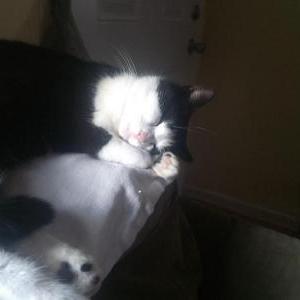 Lost Cat Oreo
