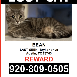 Image of BEAN, Lost Cat
