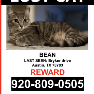 Lost Cat BEAN