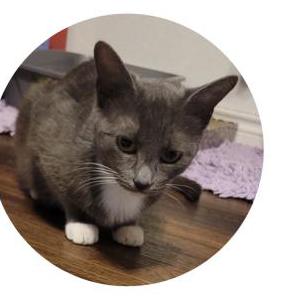 Lost Cat Penny