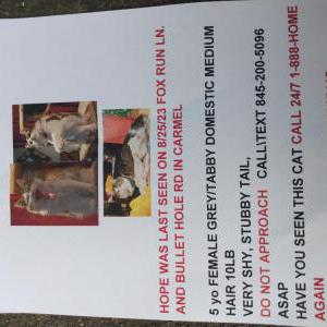 Image of Hope, Lost Cat