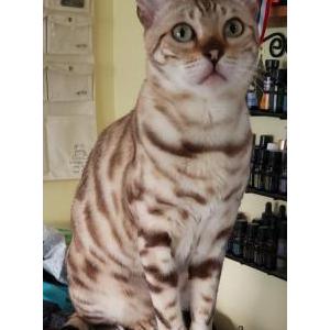 Lost Cat Beatrice
